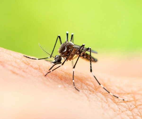 How to Safely Keep Mosquitoes Away from Your Yard?