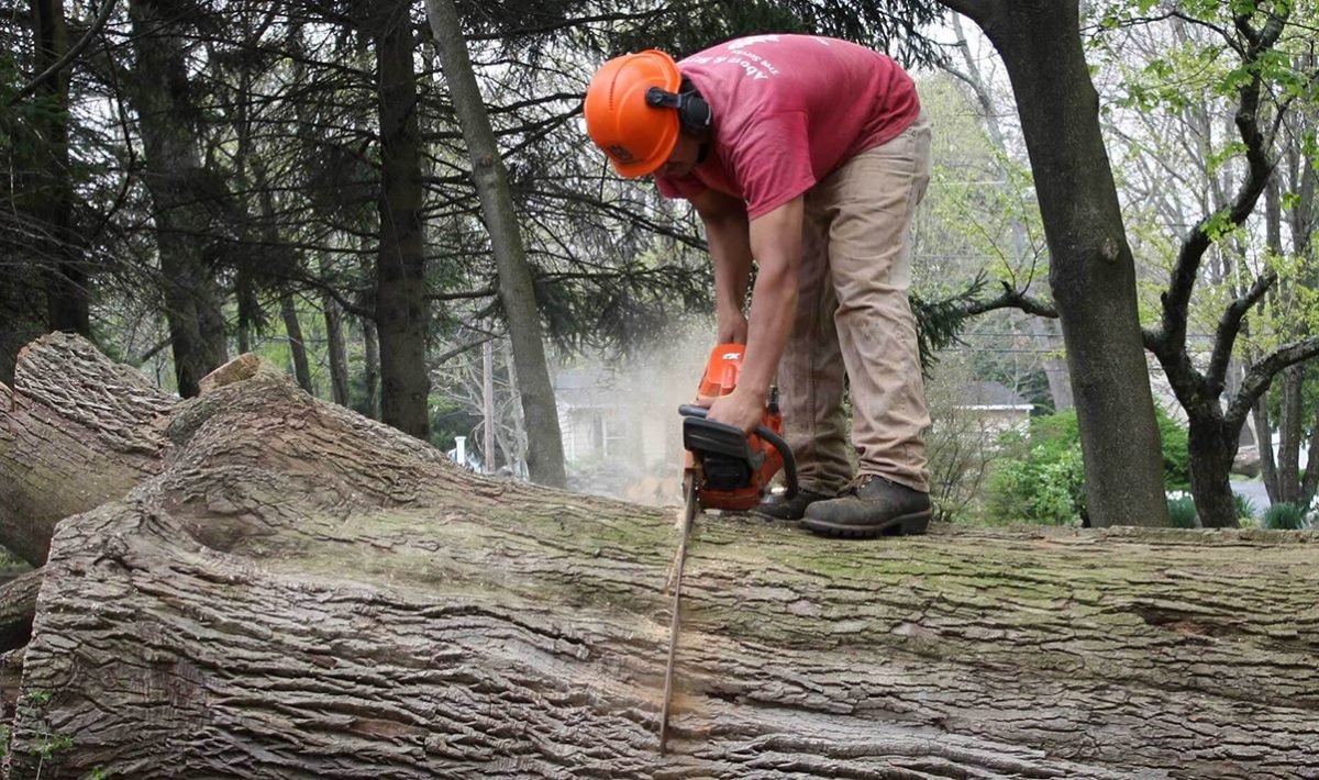 The 5 Biggest Causes Of Premature Tree Death