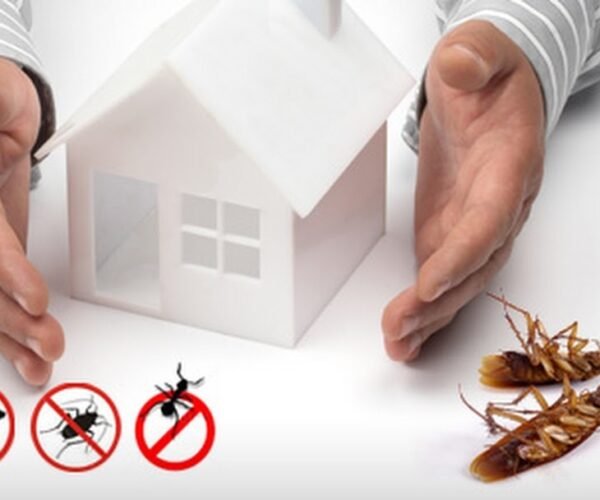 Why Are DIY Termite Inspections Not Recommended?