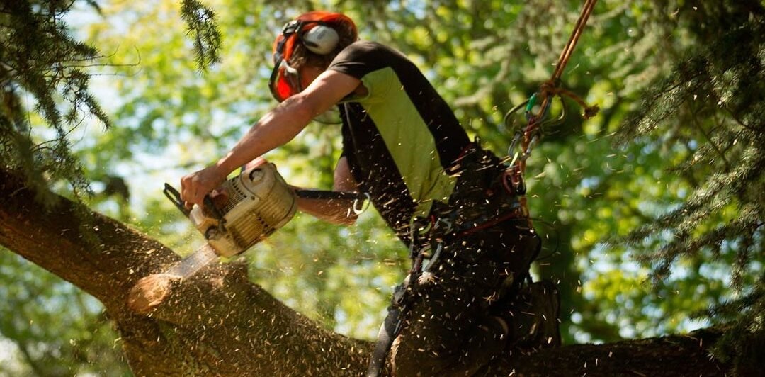 Everything You Need to Know About Hiring an Arborist